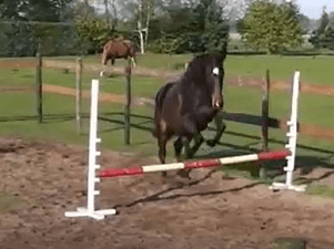 Vrijwerken en springen met een 2-jarig paard